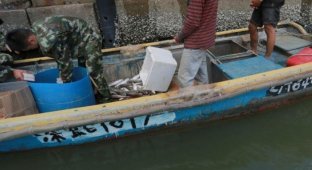 В Китае таможенники обнаружили у рыбаков весьма необычный улов (4 фото)