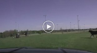 Свободолюбивая корова красиво ушла от полицейской погони