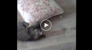 Кот и подушка