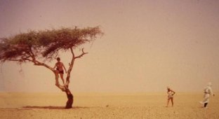 Дерево Тенере – самое одинокое дерево на планете (3 фотографии)
