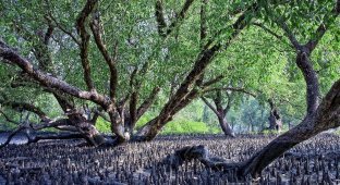 Сундарбан — самый большой вечнозелёный лиственный лес планеты Земля (11 фото)