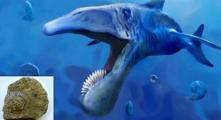 В России найдены окаменелости гигантской доисторической рыбы с зубной спиралью (7 фото)
