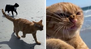 Рыжый кот влюбил в себя людей благодаря своей эмоциональной реакции на ветер (12 фото)