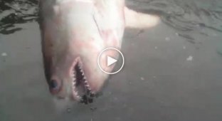 Рыбаки выловили акулу из реки Кама