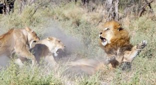 Львицы закатили скандал загулявшему льву (7 фото)