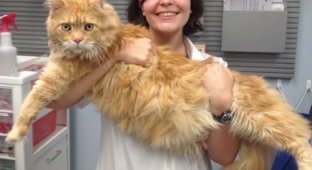 Работа мечты: ирландская ветклиника объявила о вакансии обнимателя кошек (8 фото)