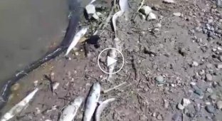 Травили мошку, но сдохла рыба последствия травли насекомых в Волгограде
