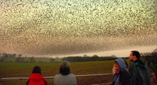 Воздушные танцы тысяч скворцов в небе над Шотландией (14 фото + 1 видео)