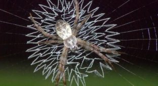 Пауки украшают паутину (15 фото)