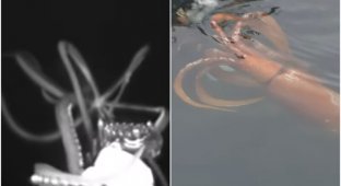 Ученые засняли, как охотится гигантский кальмар (6 фото + 1 видео)