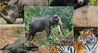Животные под угрозой исчезновения (11 фото)