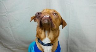 Собака c врожденным дефектом челюсти будет спасена (5 фото)