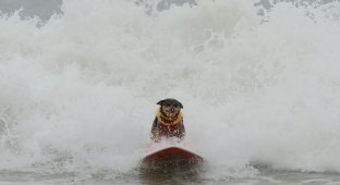 Турнир по серфингу среди собак 2010 (19 фото)