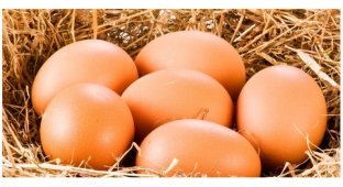 7 мифов о куриных яйцах (8 фото)