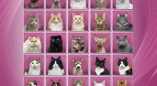 Эрмитажные коты выбрали себе президента (3 фото)