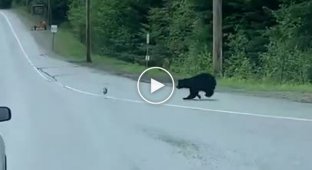 Погоня медведя за кроликом в канадском заповеднике