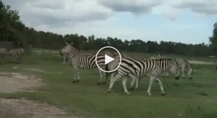 Зебры решили развлечься на глазах посетителей сафари парка