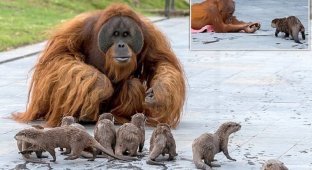 Семья орангутанов нашла друзей не по размеру (6 фото)