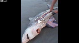 Невероятное спасение акулят из чрева мертвой матери