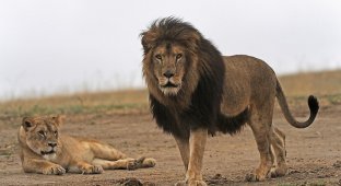 Спасенные львы (15 фото)