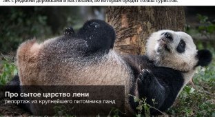 Ленивые Панды из питомника (17 фото)