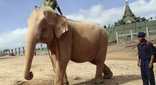 Священный бирманский слон (7 фото)