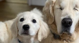 У ослепшего пса появился новый и надежный друг (3 фото + 1 видео)