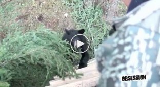 Охотник отпугнул медведя вопросом «Что ты делаешь»