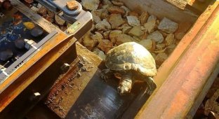 Японцы научили черепах переходить железнодорожные пути (3 фото + 1 видео)