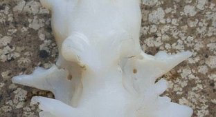 Скелет водного чудища смахивает на останки дракона (4 фото)