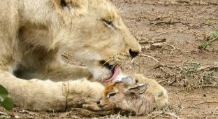 Захватывающее видео: лев заботится о детеныше антилопы (7 фото + 1 видео)