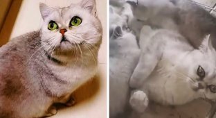 Кошка 40 дней прожила одна дома и родила себе компанию (3 фото + 1 видео)