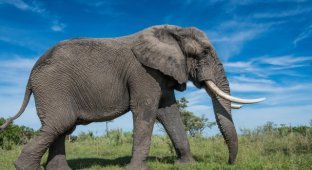 Как устроена слоновья стопа (2 фото)