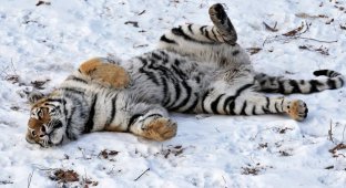 В Приморском Сафари-парке уже четвертый день в одном вольере живут тигр и козел (3 фото)