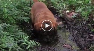 Собака которая очень увлеченно купается в грязи