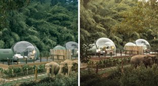 Отель с прозрачными номерами в естественной среде обитания слонов (7 фото)
