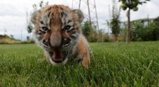 В словацком зоопарке люди и собаки растят маленького тигренка (9 фото)