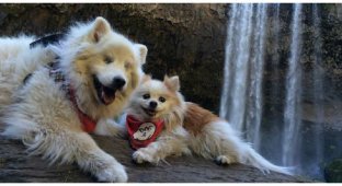 Друзья — не разлей вода: маленькая спасенная собачка стала лучшим другом старого слепого пса (13 фото)