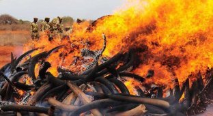В Камеруне сожгли 2000 слоновьих бивней в рамках акции против браконьерства (6 фото)