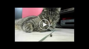 Ленивый кот и муха