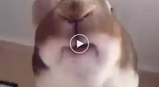 Как жует кролик