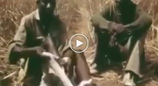 Как поймать питона  на живца в Африке