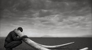 Nick Brandt: живая и мертвая Африка (43 фото)