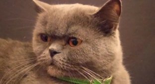 «Лечит от похмелья»: житель Ростова решил продать кошку за 250 тысяч долларов (4 фото)