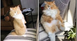 Кот потерял передние лапы и хвост, но не перестает радоваться жизни (5 фото + 1 видео)