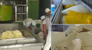 Заводские рабочие вчетвером украли больше тонны сыра (4 фото)