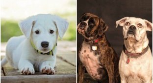 Ученые выяснили, когда появились первые домашние собаки (5 фото)