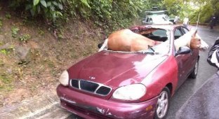 Лошадь пережила столкновение с автомобилем (5 фото)