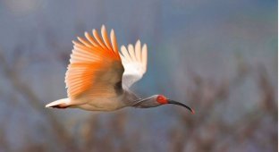 Фотоконкурс самых редких птиц мира (13 фото)