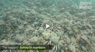 Миграция нескольких тысяч морских крабов в Австралии